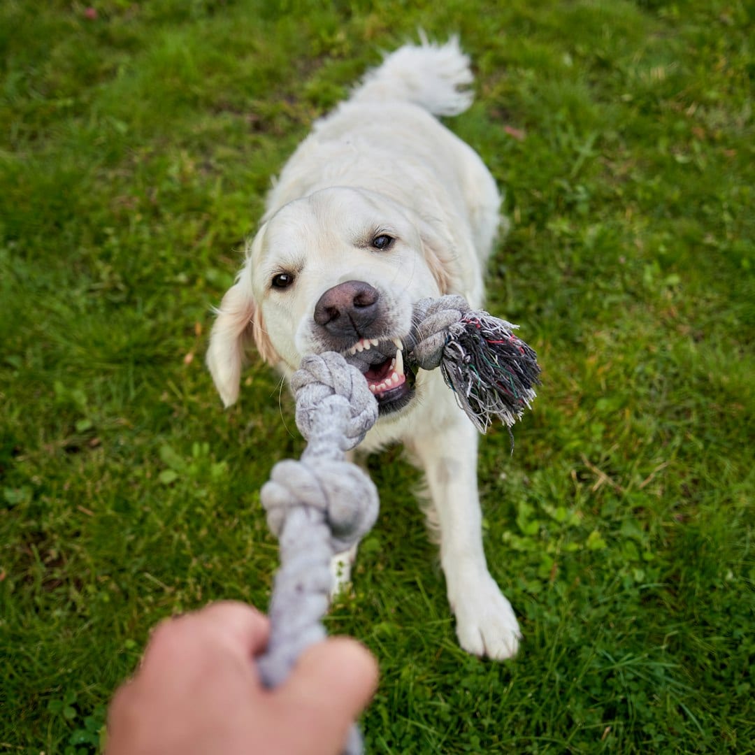 Bark & Beyond Adventure Rope and Ball Set with colorful dog toys