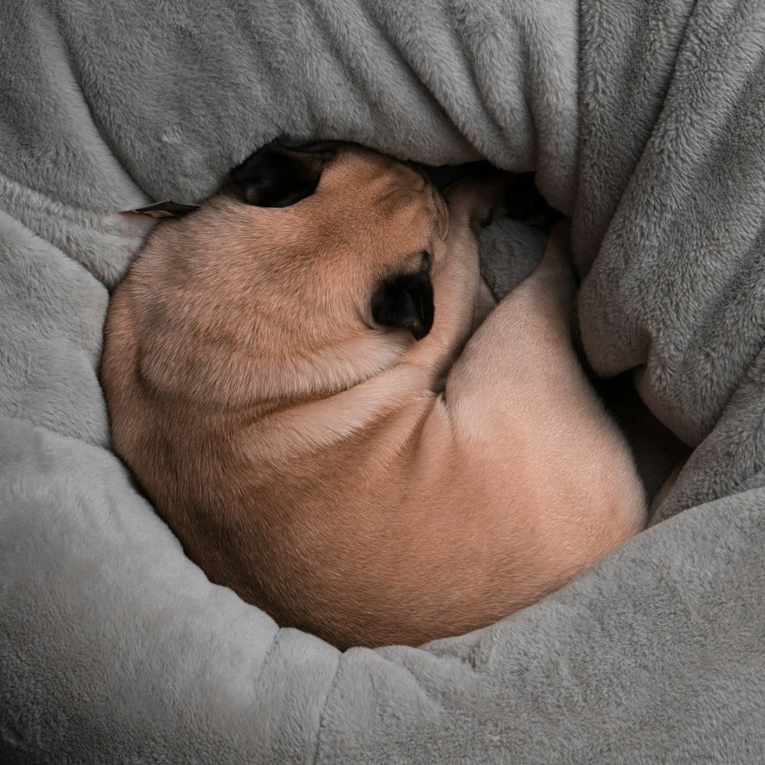 Wagging Tails Cozy Donut Bed for dogs and cats